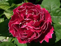 Роза кустовая Барон Жирон де Лайон Франция 6 л